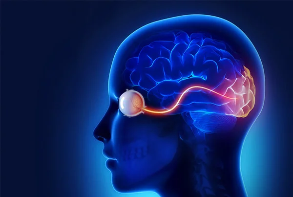 Neuro Ophthalmology